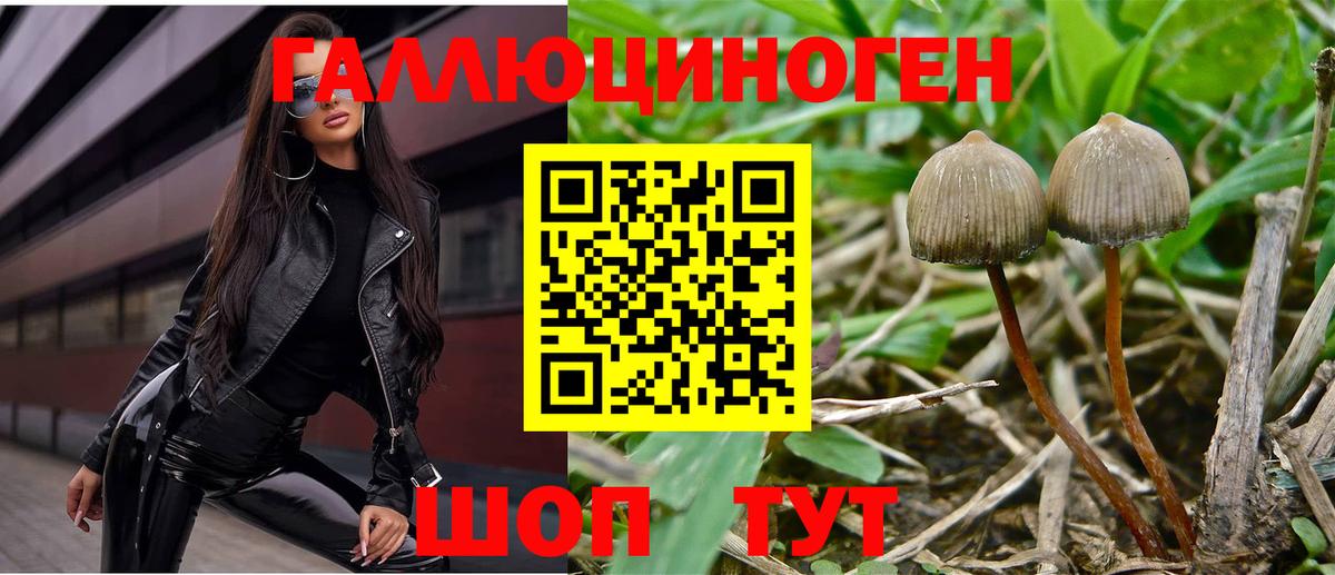 Галлюциногенные грибы Cubensis Фролово